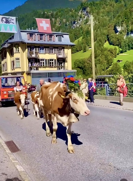 taking cowss to alps.jpg